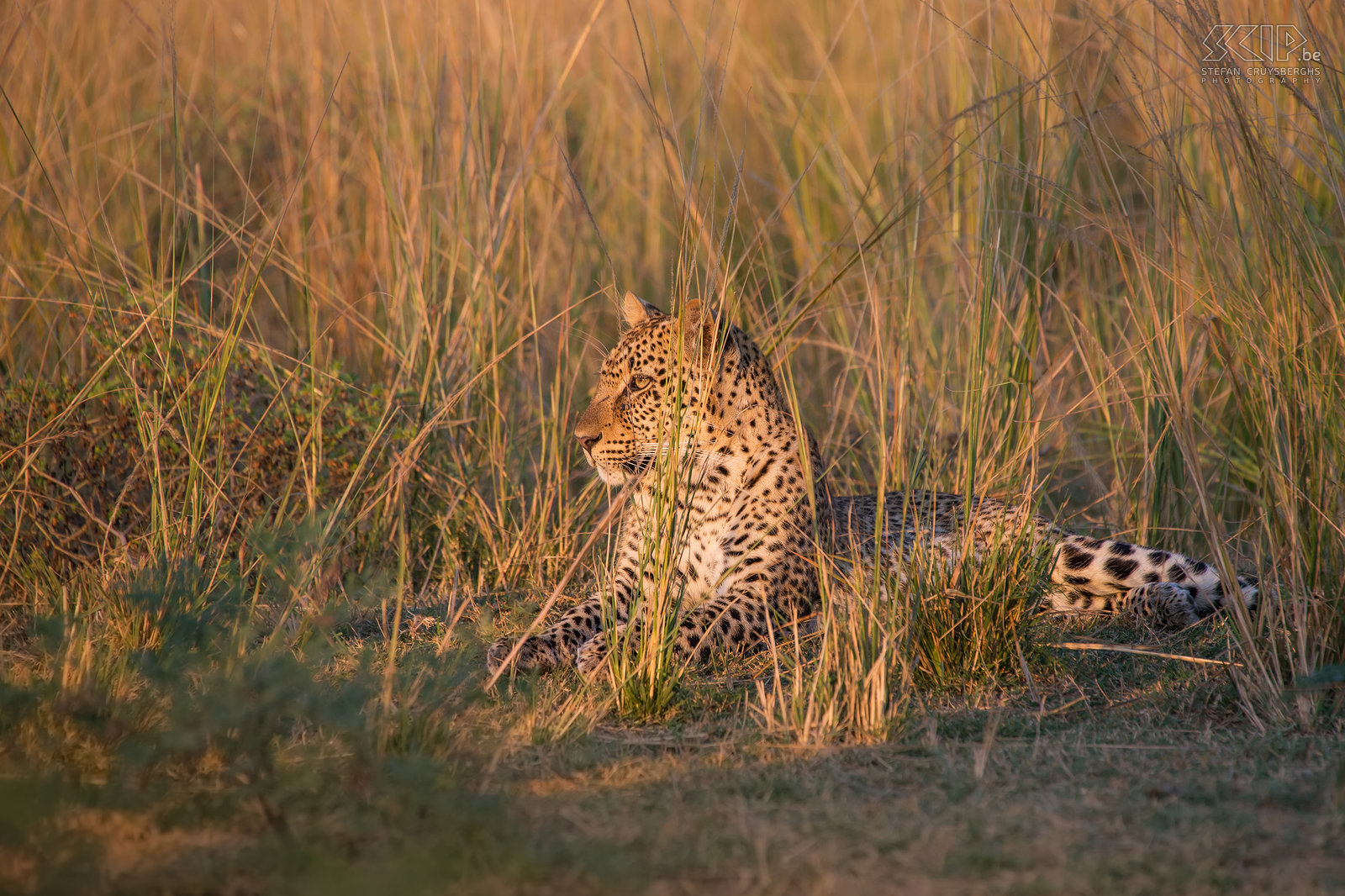 South Luangwa - Leopard  Stefan Cruysberghs